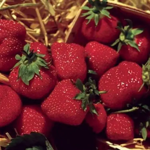 best tasting strawberry