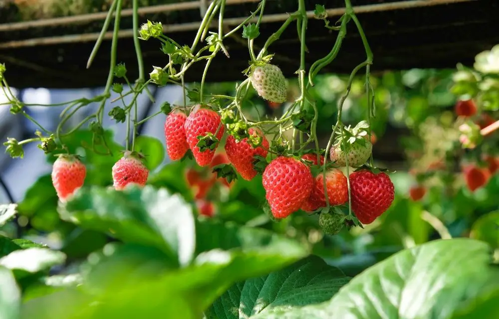 best tasting strawberry