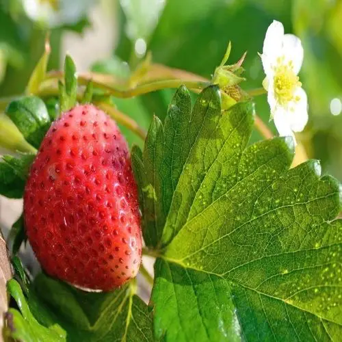 best tasting strawberry