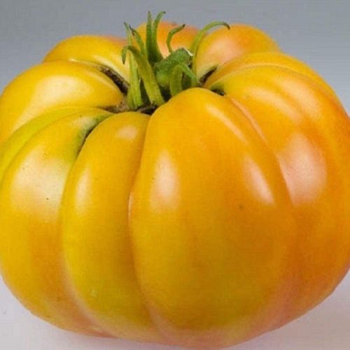 best tasting tomatoes to grow