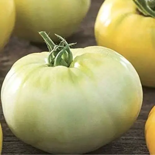 best tasting tomatoes to grow
