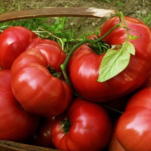 best tasting tomatoes to grow