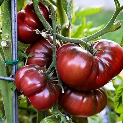 best tasting tomatoes to grow