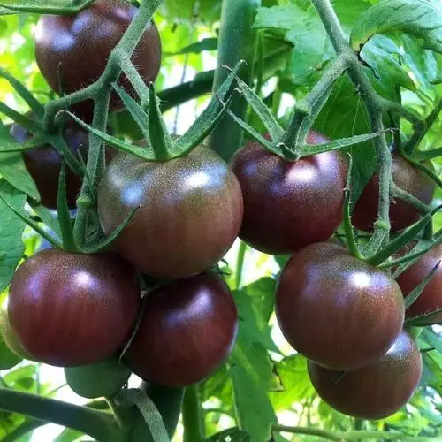 best tasting tomatoes to grow