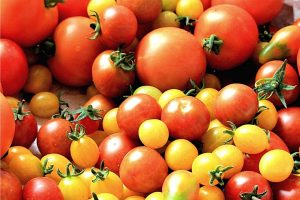 best tasting tomatoes to grow