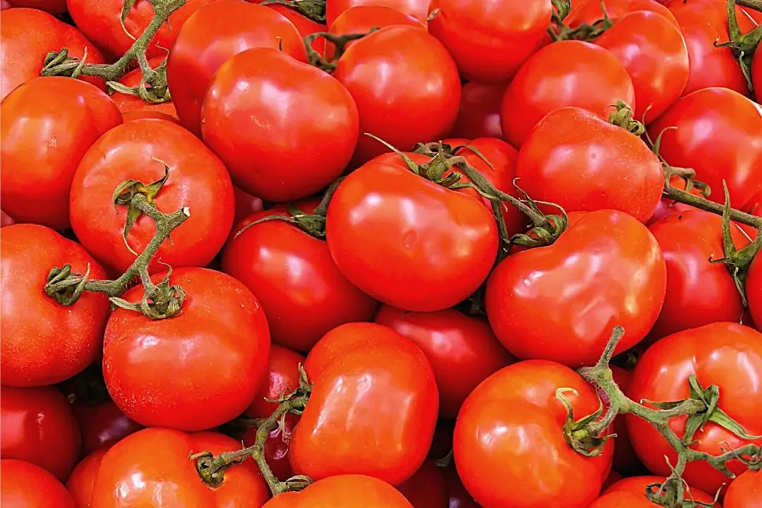 best tasting tomatoes to grow