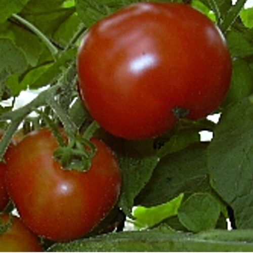 best tasting tomatoes to grow