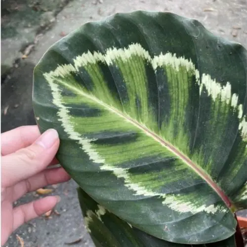 calathea medallion