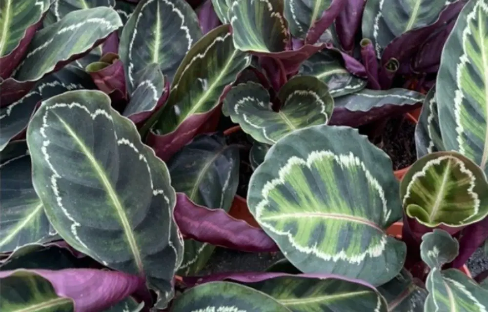 calathea medallion