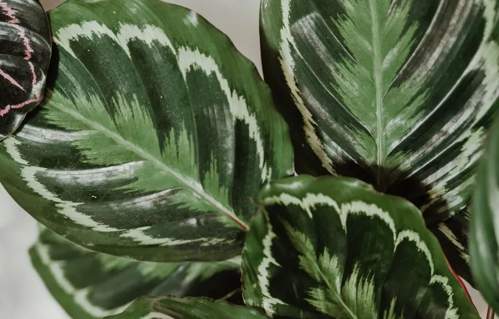 calathea medallion