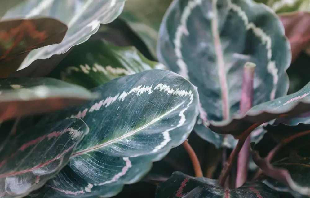 calathea medallion