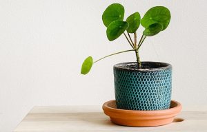 chinese money plant care