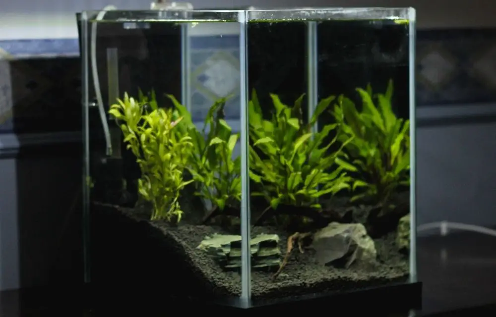 floating aquarium plants