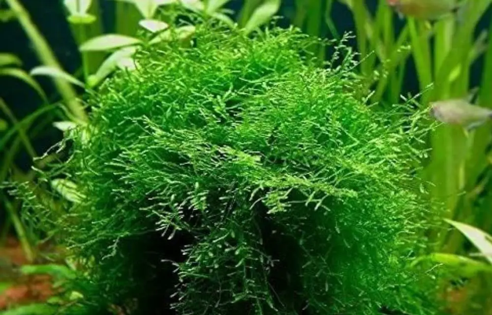 floating aquarium plants
