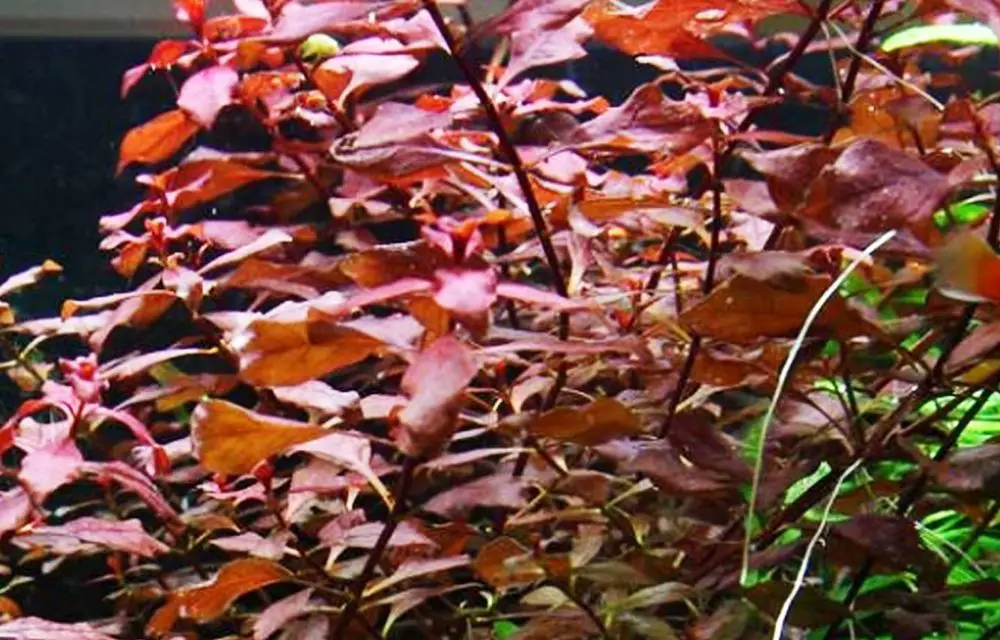 floating aquarium plants