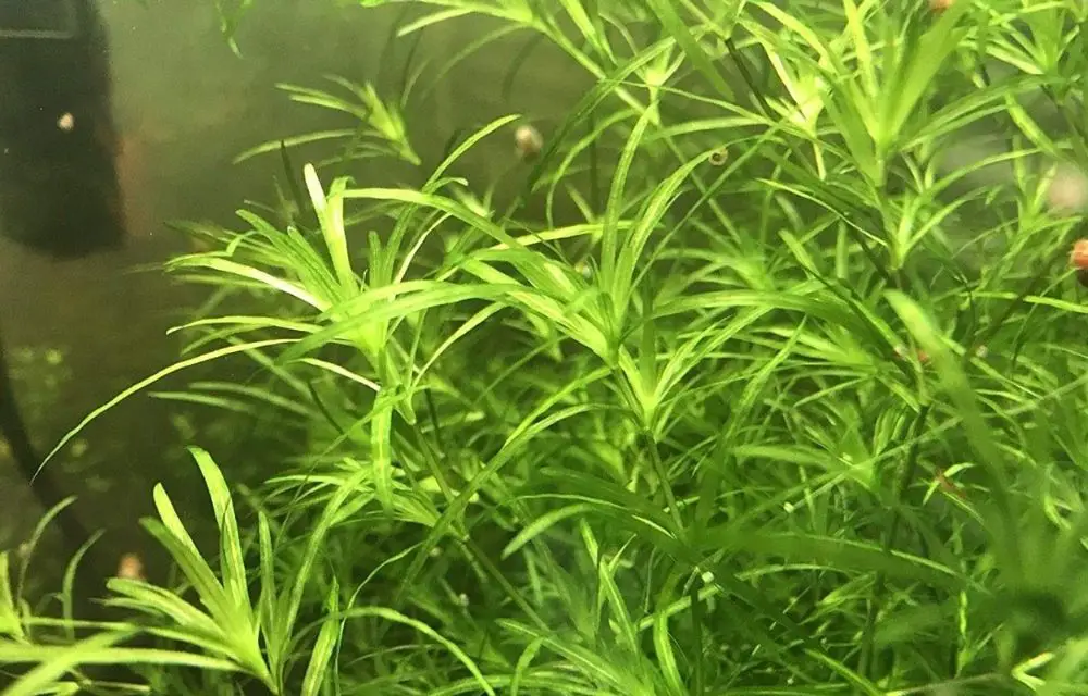 floating aquarium plants