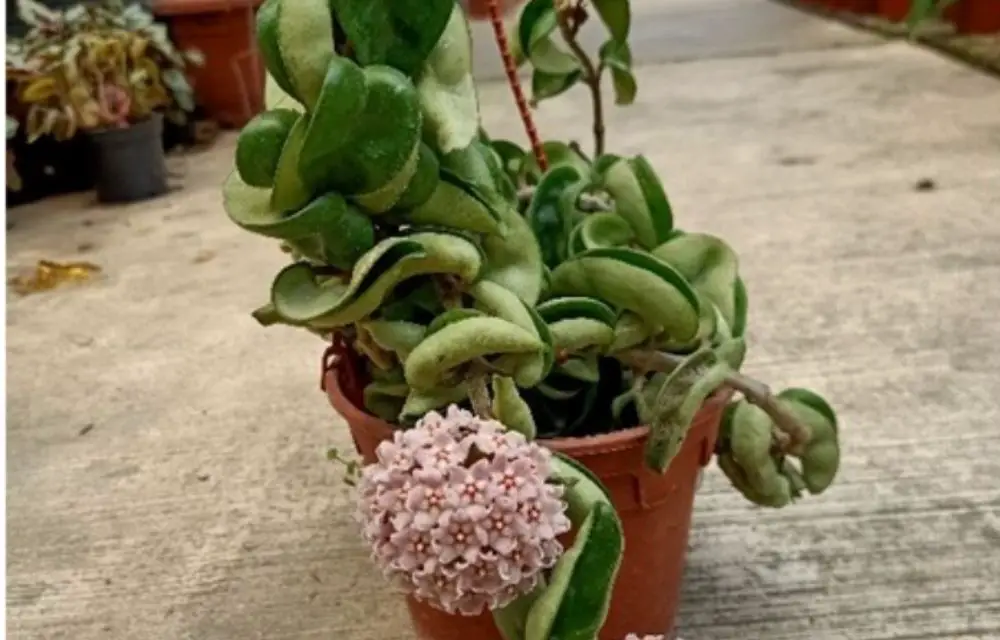 hoya compacta