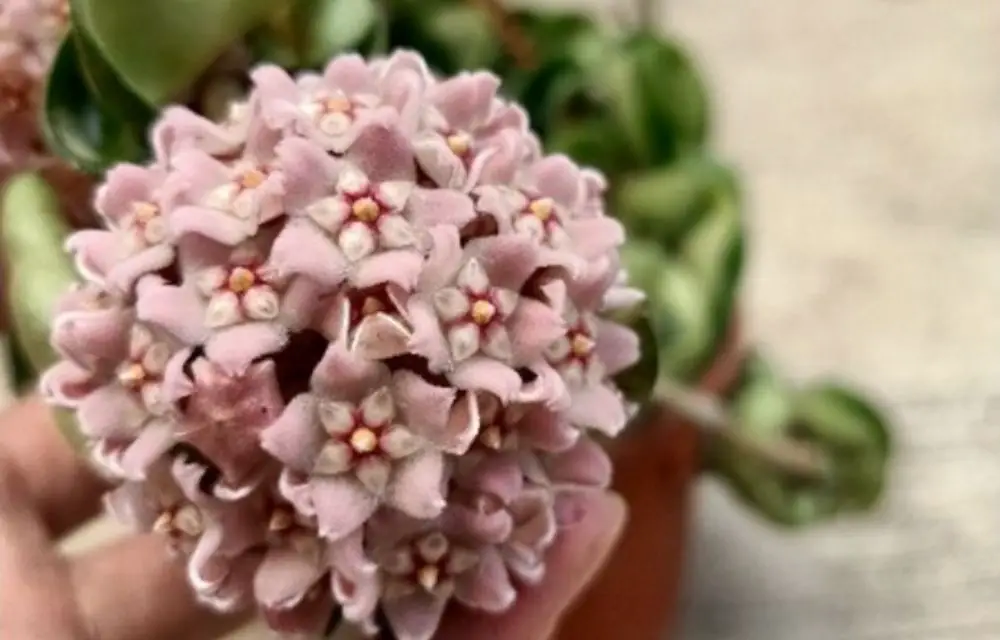 hoya compacta