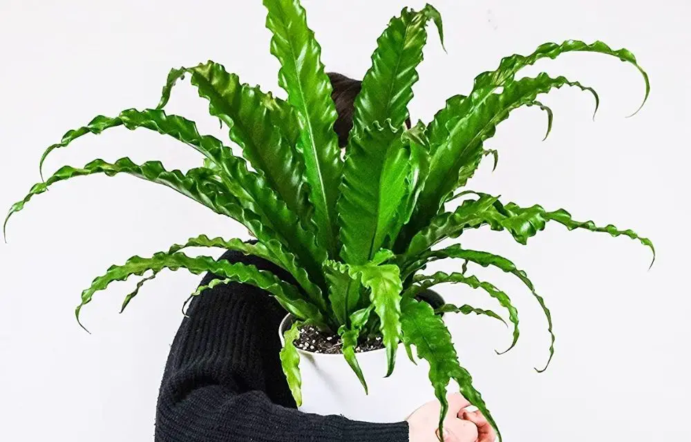 japanese asplenium nidus fern