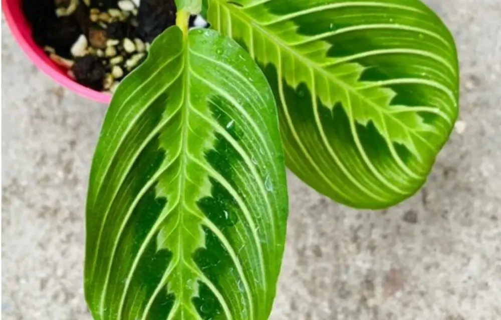 maranta lemon lime