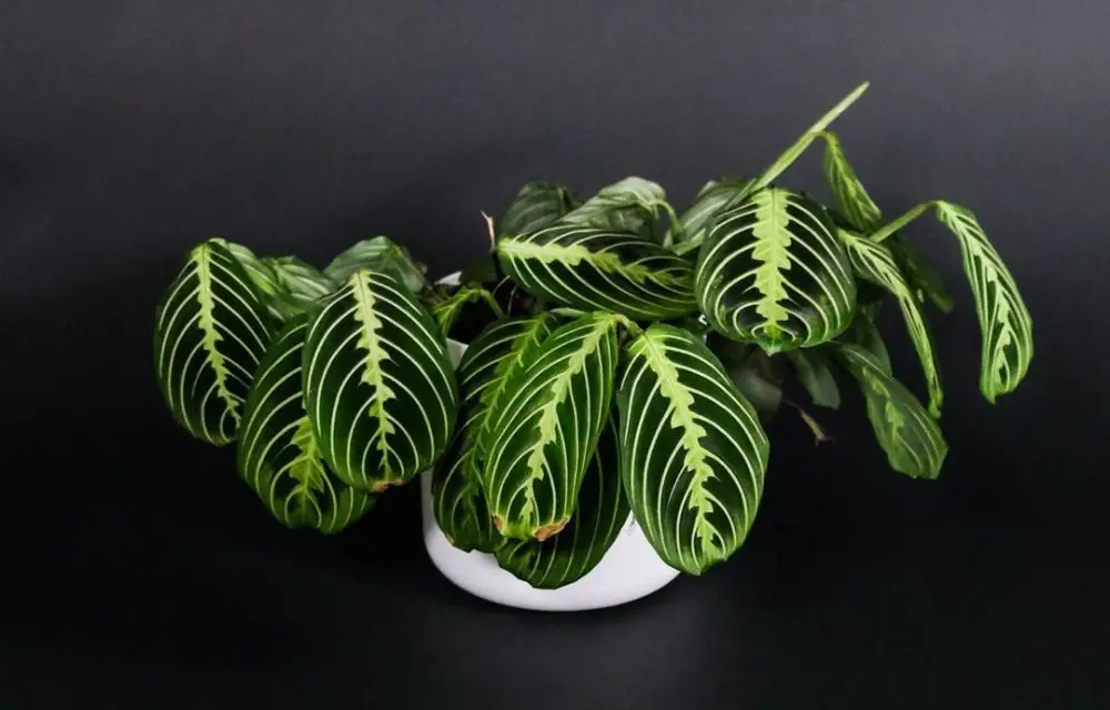 maranta lemon lime