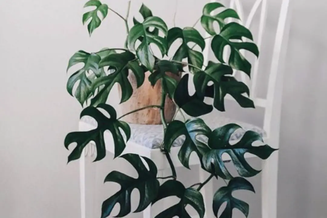 mini monstera