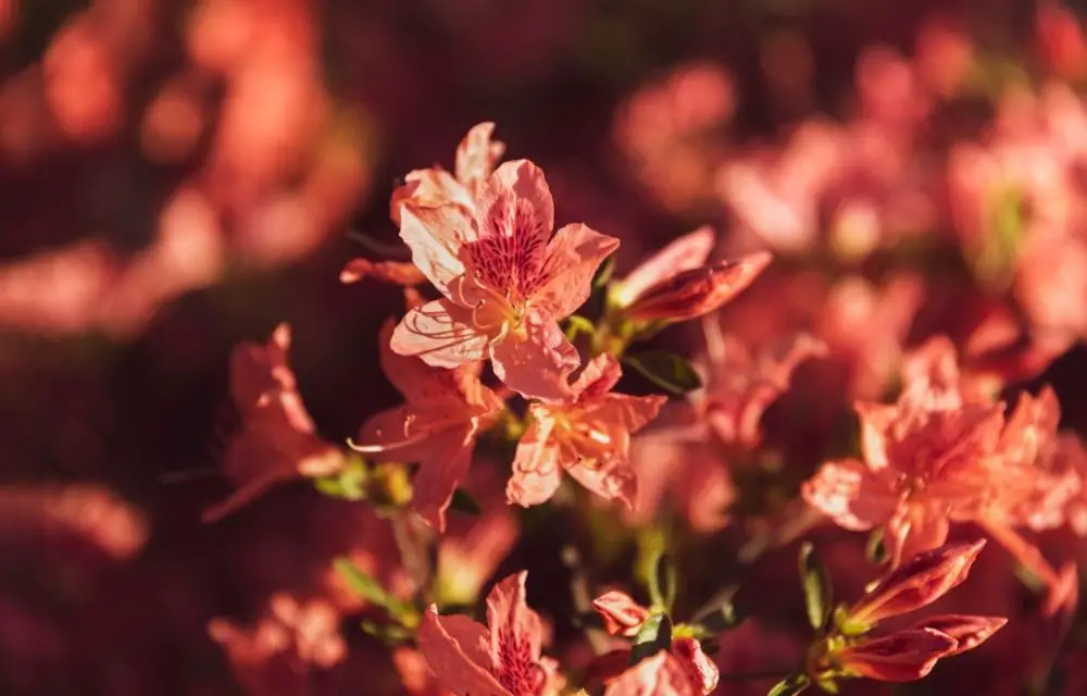 orange azalea