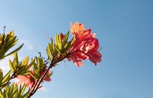 orange azalea