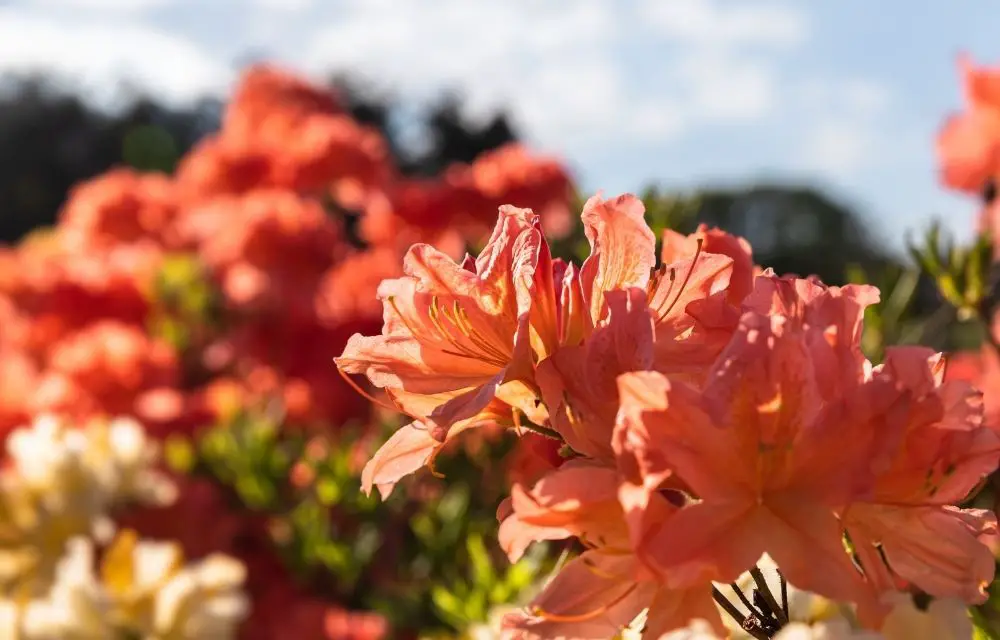 orange azalea