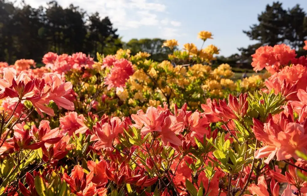 orange azalea