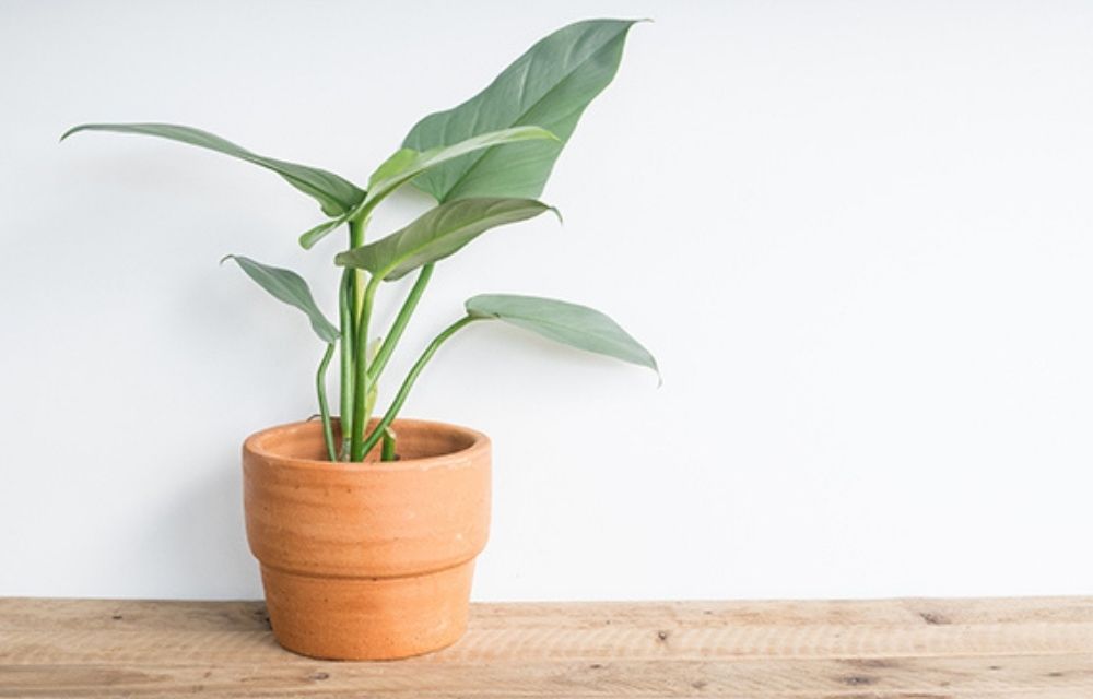 philodendron silver sword