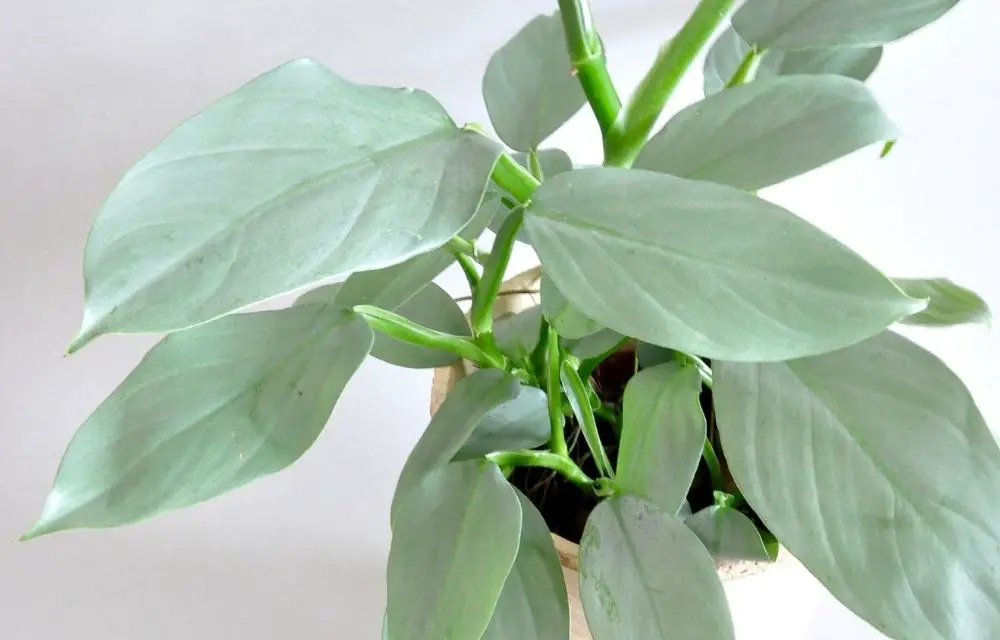 philodendron silver sword