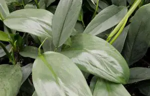 philodendron silver sword