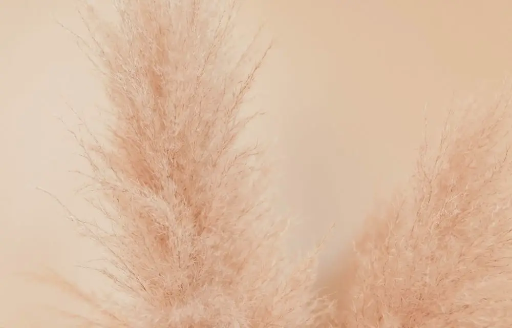 pink pampas grass