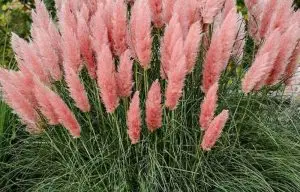 pink pampas grass