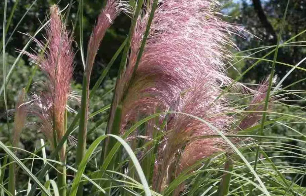 pink pampas grass