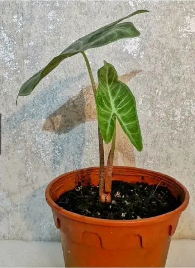 Alocasia Ivory coast