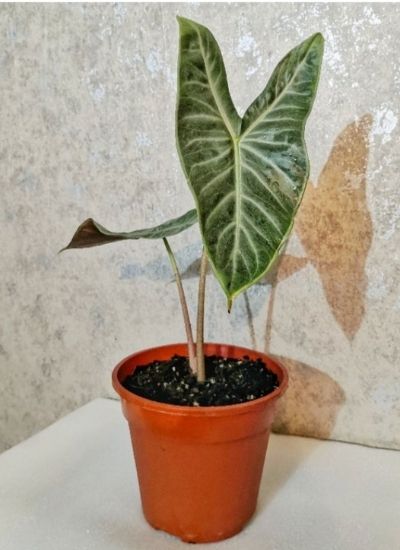 Alocasia Ivory coast