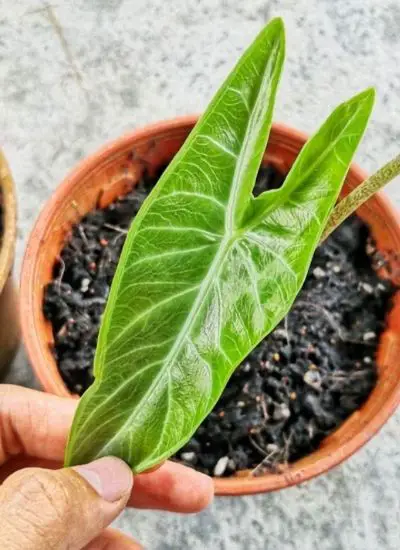 Alocasia Ivory coast