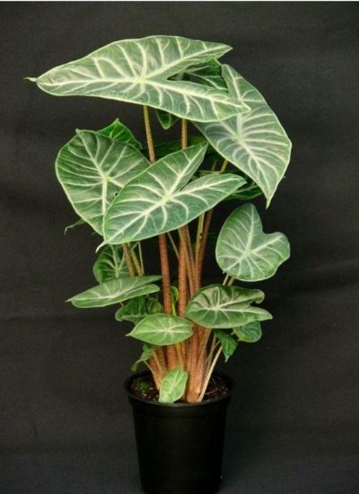 Alocasia Ivory coast