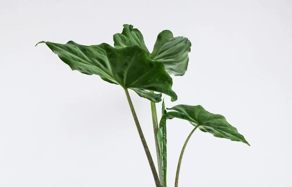 Alocasia Ivory coast