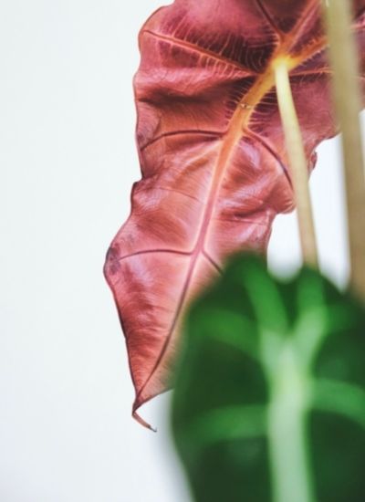 Alocasia Polly 