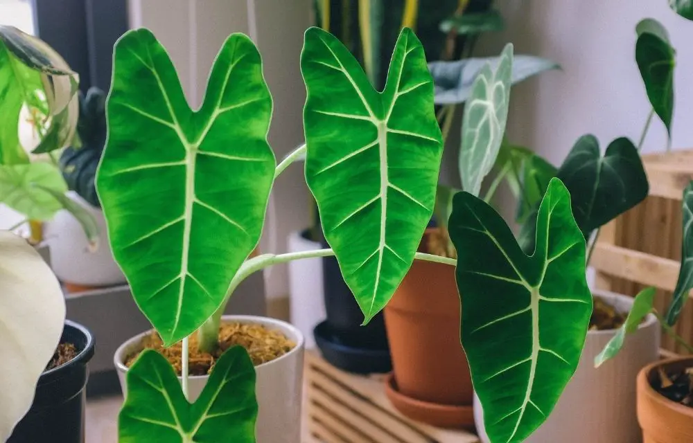 Alocasia Polly