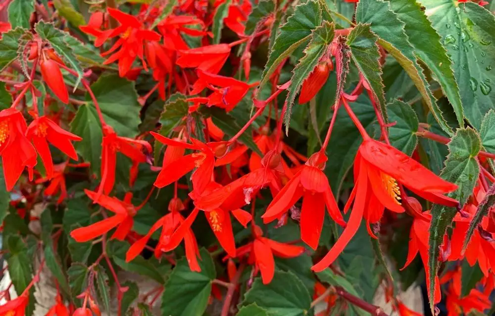 Begonia Boliviensis