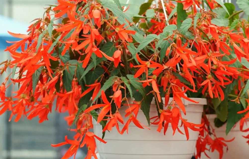 Begonia Boliviensis