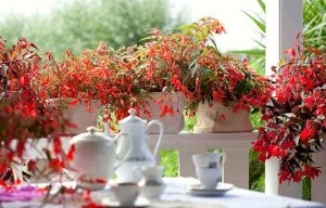 Begonia Boliviensis