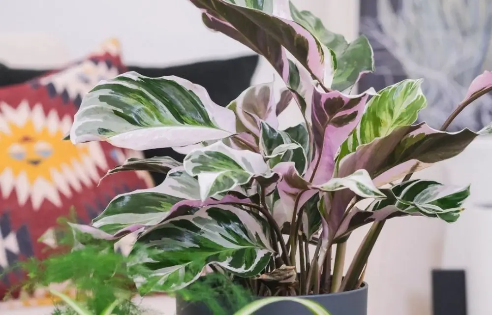 Calathea White Fusion