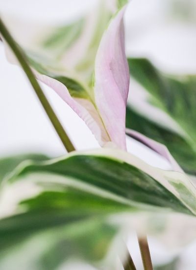 Calathea White Fusion