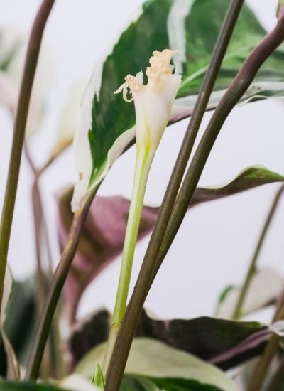 Calathea White Fusion