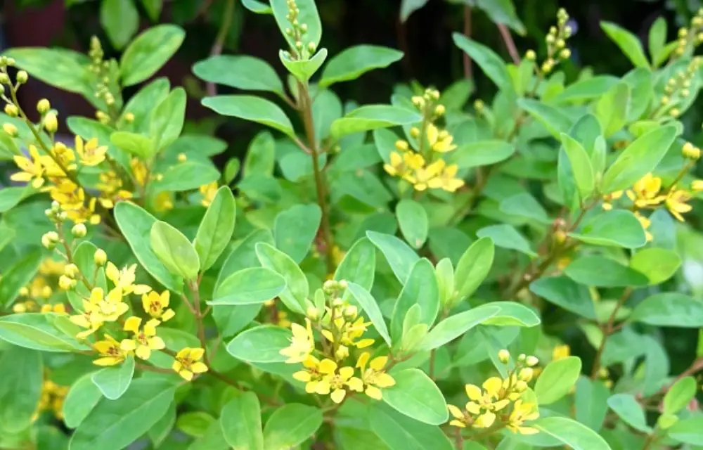 Chinese Perfume Plant